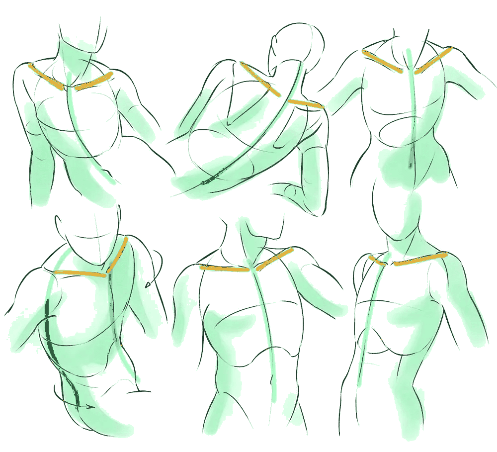Anatomical illustration of the shoulder girdle and spine